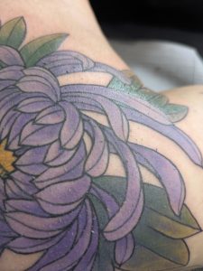 Chrysentemum_colors2